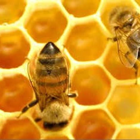 Hartnell & Associates Ltd. - Honey