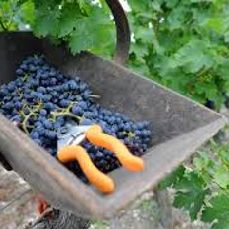 Château Graves du Bert - Product