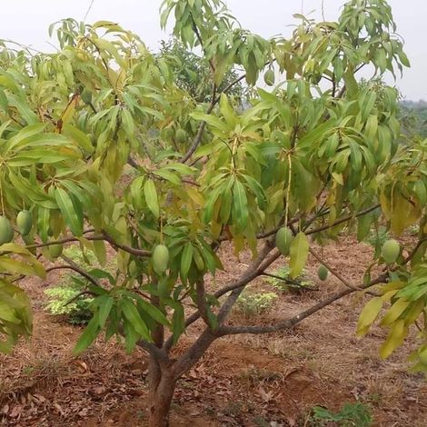 Mango Tree
