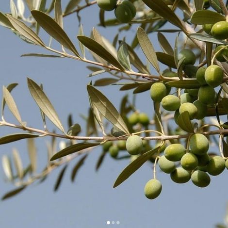 Olive Fruits