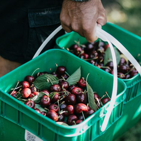 Cherri Global Ltd. - Harvested Cherries