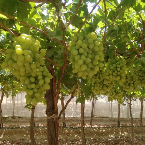 El Roda for Agricultural and Animals Development
