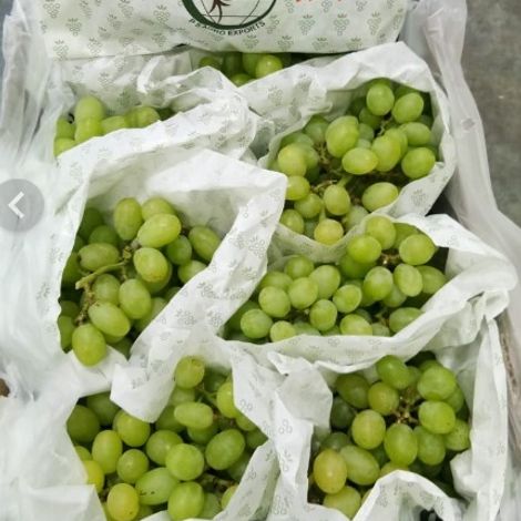 Thompson seedless