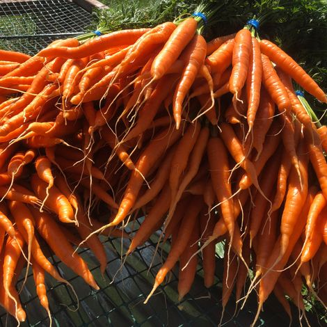 Twisted Root Organic Farm, LLC
