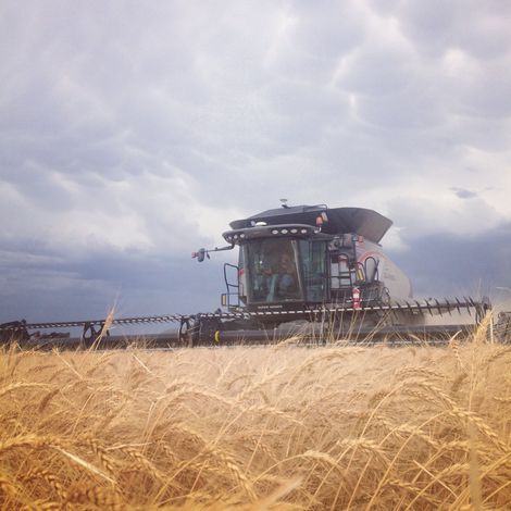 Alliance Ag & Grain, LLC - Grain Field