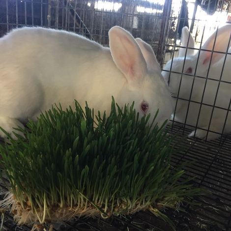 The Rabbit Lady - Rabbits