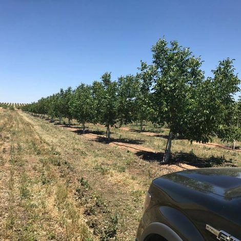 Turlock Walnut Company, Inc - Plantation