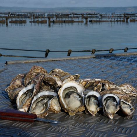 Kaipara Oysters Ltd. - Oysters