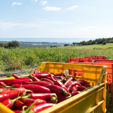 From farm to fork...actually to the jar!