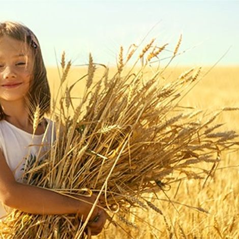 Osem Group - Wheat