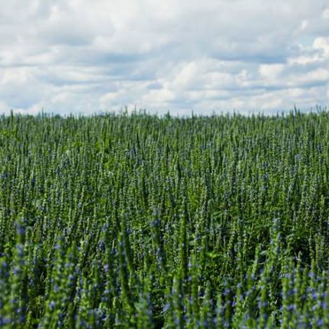 Chia Plus - Plantation