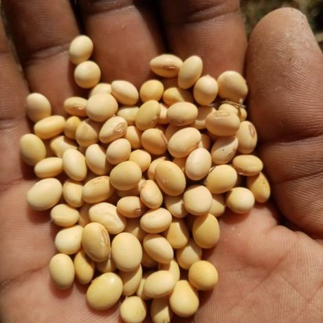 Soybean Sudan Origin