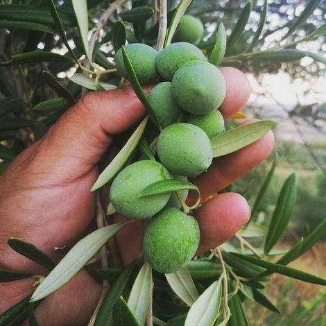 Quinta dos Olmais ​