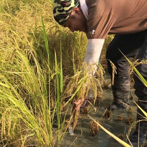 Hongchang Rice Mill - Plantation