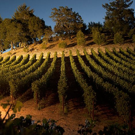 Merryvale Vineyards_Wines_Vineyards