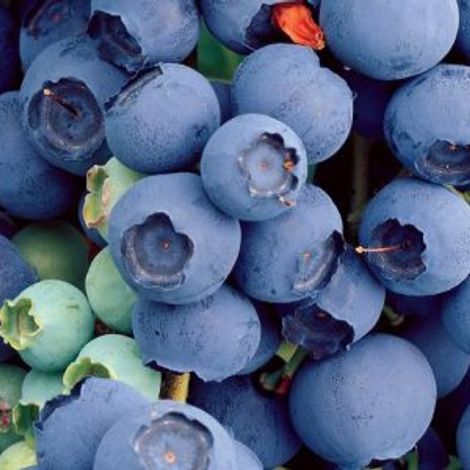 FRASER VALLEY PACKERS INC