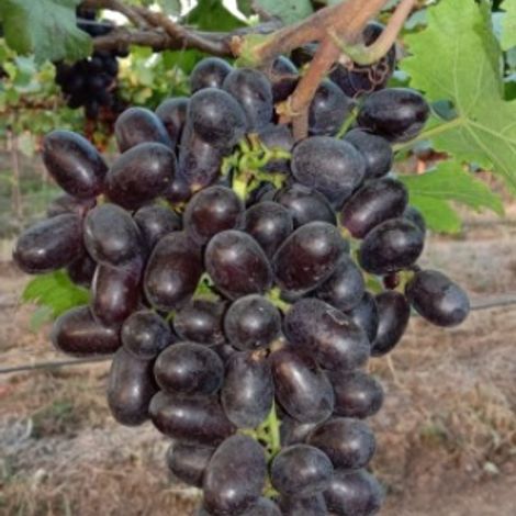 Sharad seedless