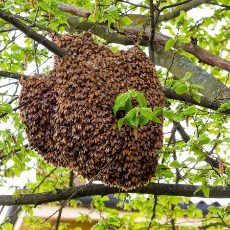 Bee Natural