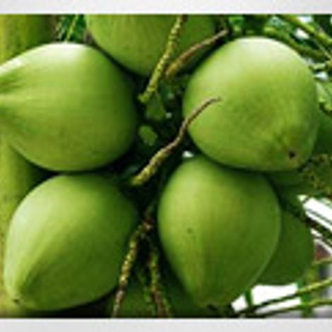 product_coconutmilk2.jpg