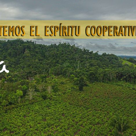 Asociacion De Productores Cacao Alto Huallaga - Plantation