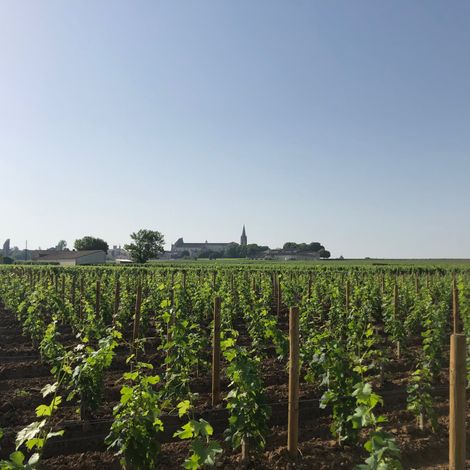 Château La Grâce Dieu_Wine_Vineyards