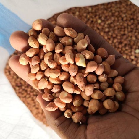 Groundnut Kernels Sudan Origin