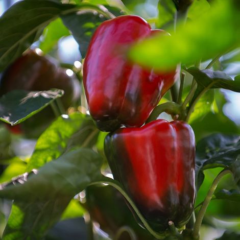 BÖHMER Frische GmbH