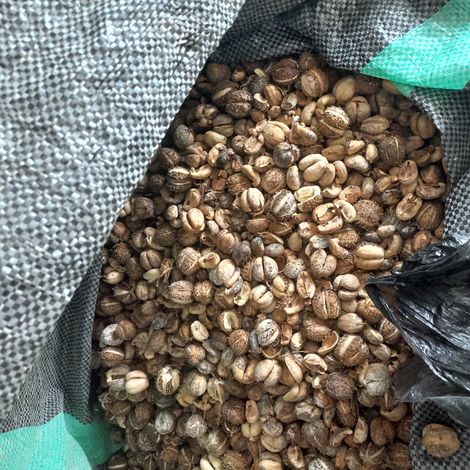 Castor Beans
