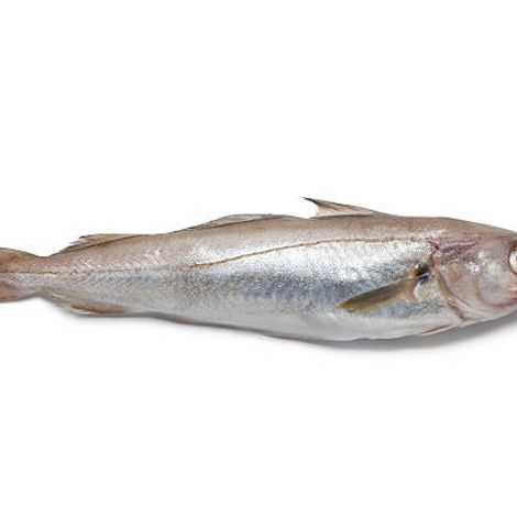 Whiting
