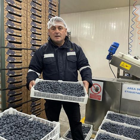 Blueberries