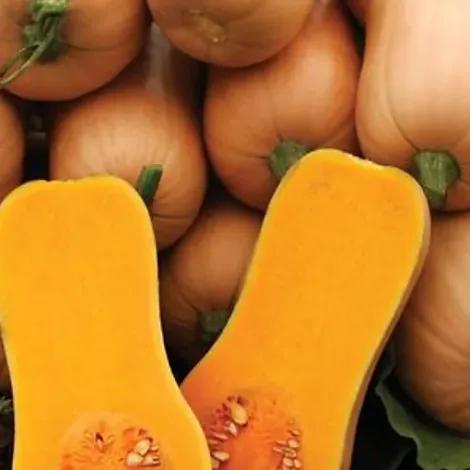 Winter Squash