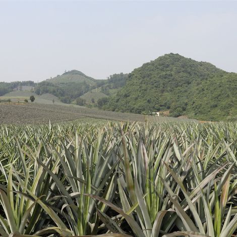 Doveco - Pineapple Plantation