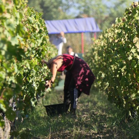 Château La Tour Figeac - Vineyard