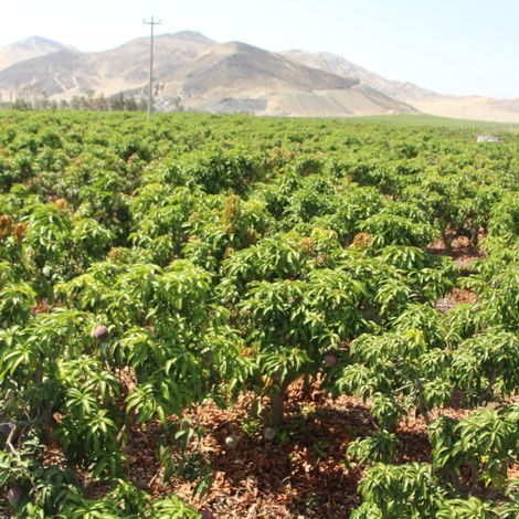 plantas.jpg