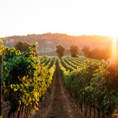 Felipe Staiti Wines_Wines_Vineyard