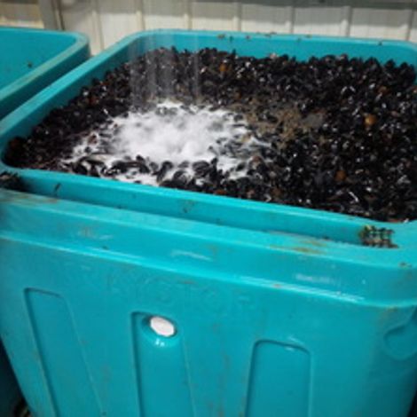 W&R Fisheries - PEI Coastline Shellfish - Mussel Tub