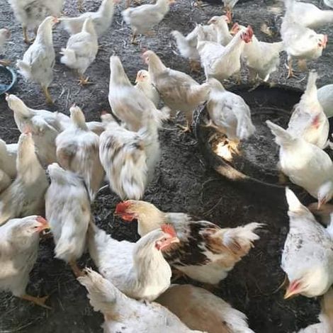 Acorn Poultry