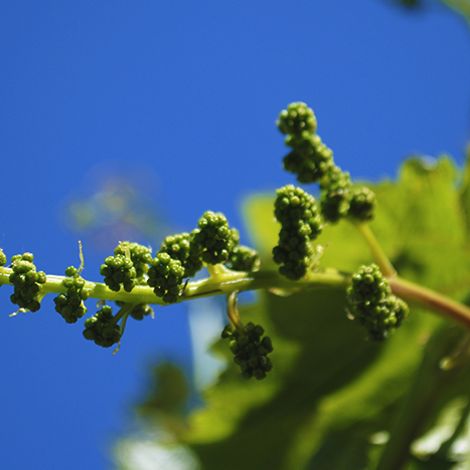 Soc. Agricola La Primavera SA - Plantation