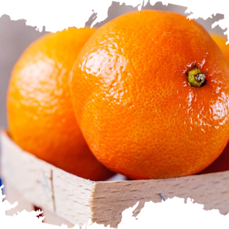 Union Fruit Export (Pvt) Ltd.