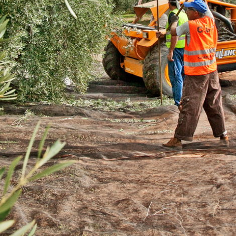 Oro Bailen Reserva Familiar - Harvesting Olives