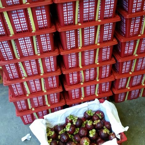 Mangosteen was delivered to the market