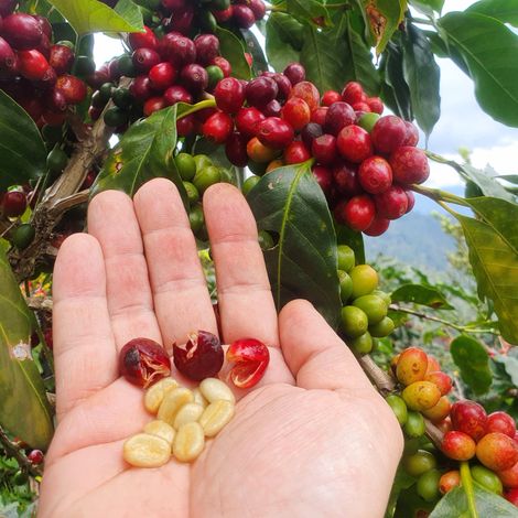 Gesha Coffee Plant