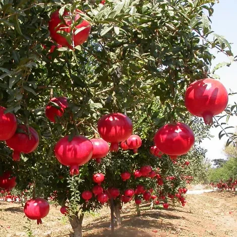 Pomegranate-Farming.webp