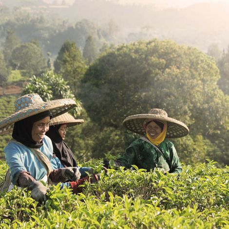 Tea Picker Lady