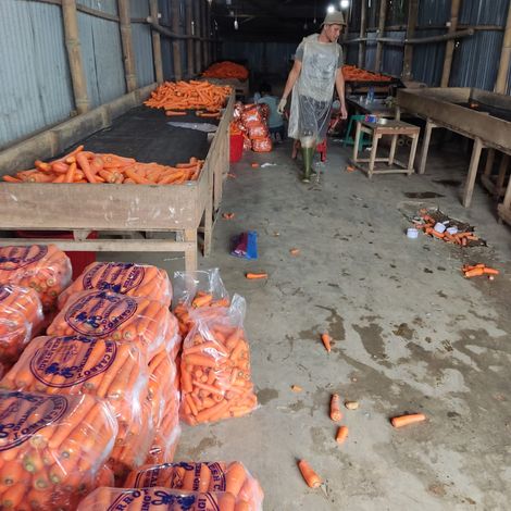 carrot