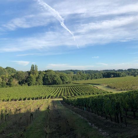 Château Bois Tiffray_Wine_Vineyard