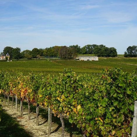 Château Barbé - Vineyard