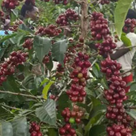 homecoffee.jpg