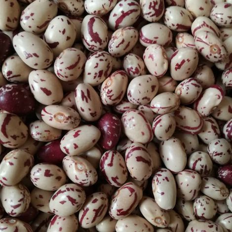 Light Speckled Kidney Beans (oval)