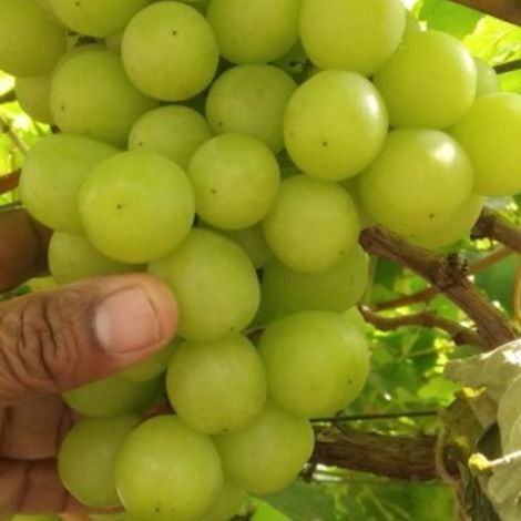 Sudhakar seedless